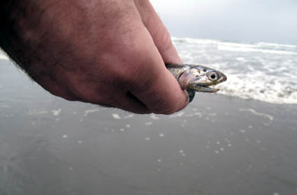 Washaway Beach